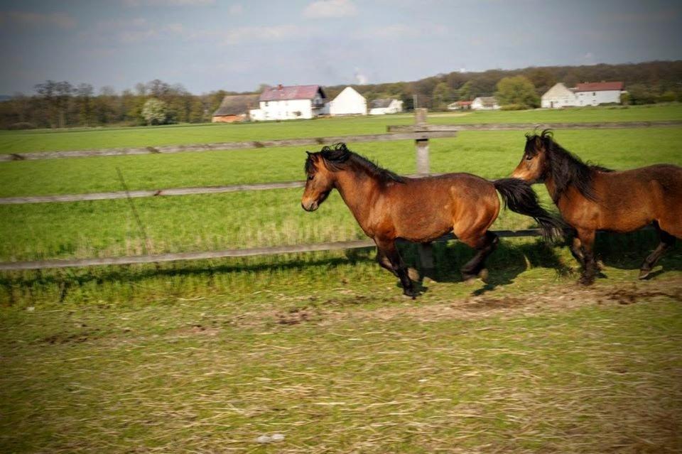 Agroturystyka U Willima Mechnica Luaran gambar